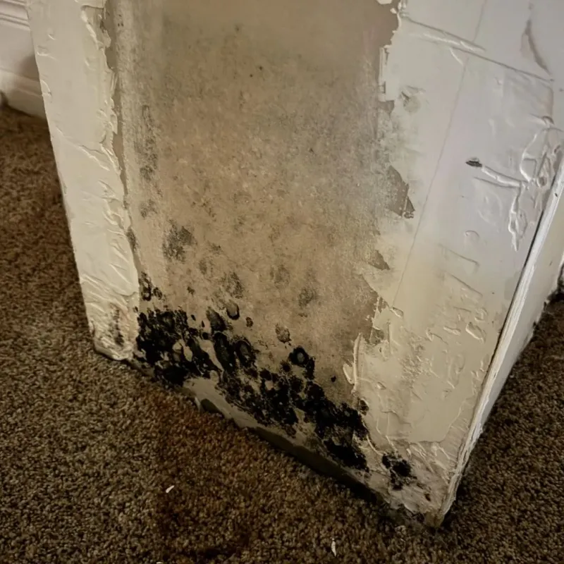 Professional Mold Removal in Hamburg, IA